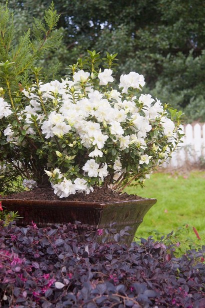 Рододендрон Пур Уайт рослина